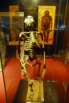 Model of Lucy with the missing bits filled in