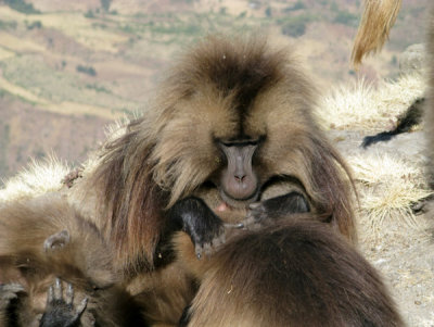 Gelada grooming