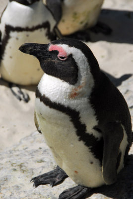 African penguin, Boulders Beach