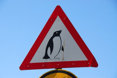 Penguin crossing, near Boulders Beach, South Africa