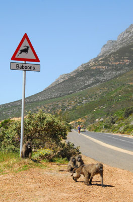 Baboons at the Baboon Crossing