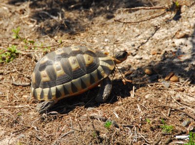 Cape Angulate Tortise (Chersina angulata) Cape Point