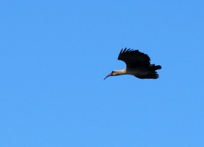 CapeTownOct08 203.jpg