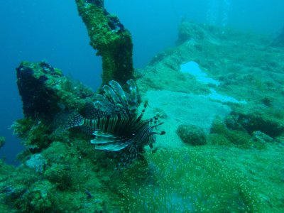 Lionfish and anemone, Akitsushima