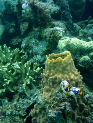 Sponge and ascidian