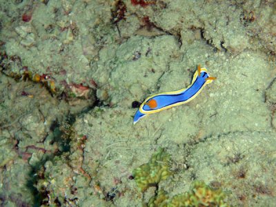 Nudibranch - Chromodoris annae, Coron Bay, Philipppines