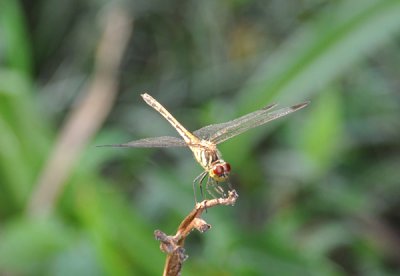 Dragonfly, Moran Hill Park, Pyongyang