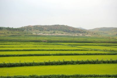 Green fields of rice, South Phyongan Province, North Korea