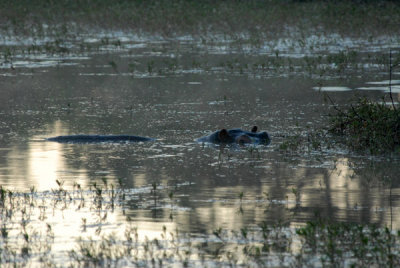 Hippo in a pool behind the lodge