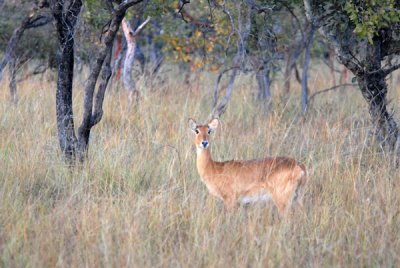 Female puku (Kobus vardonii), a very common antelope here