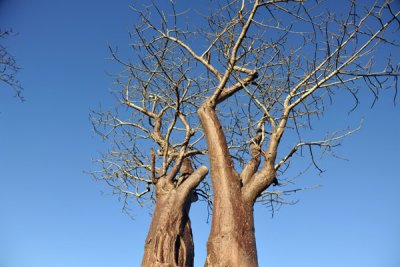 Twin Baobabs, Puku Pan
