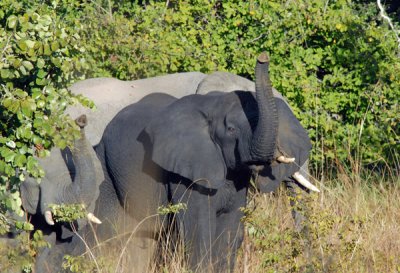 Elephants, Puku Pan