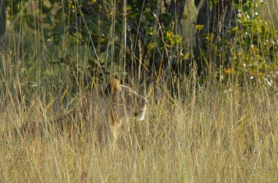 ...and the lion looks back towards the puku