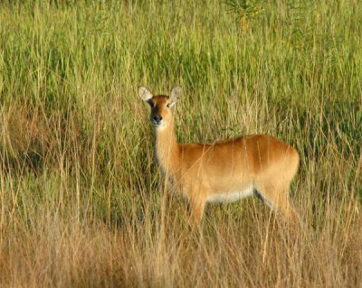 Puku, Kafue National Park, Zambia