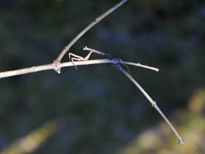 Stick bug on a small branch, Kafue National Park, Zambia