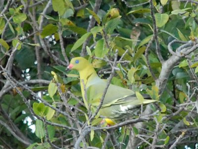 African Green Pigeon (Treron calva)