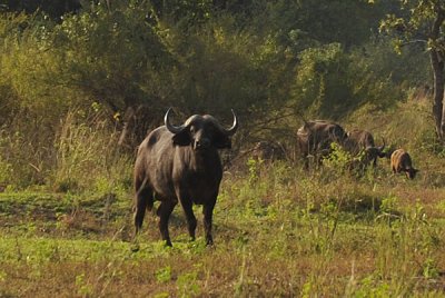 The African Buffalo, one of the Big 5, has a reputation as a very dangerous animal