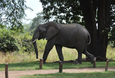 The staff chased this young bull elephant away