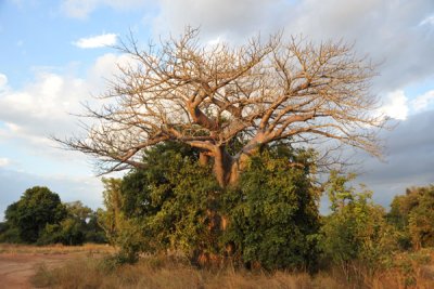 Baobab engulfed by a bush, South Luangwa National Park