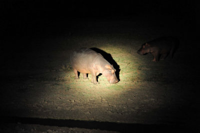 Grazing hippo, South Luangwa National Park night drive