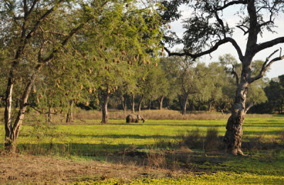 South Luangwa National Park