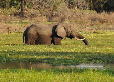 Big bull elephant with huge tusks, South Luangwa