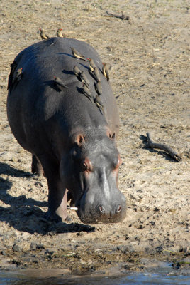 Hippo covered with birds