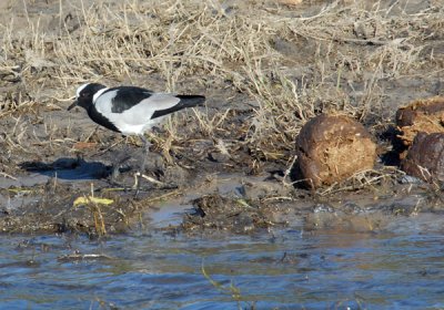 Blacksmith Plover (Vanellus armatus) walking past a ball of elephant poo