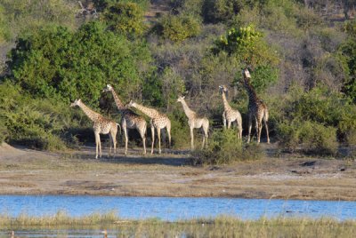 Giraffes (Giraffa camelopardalis)