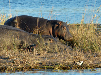 Hippos on a small island in the Chobe River