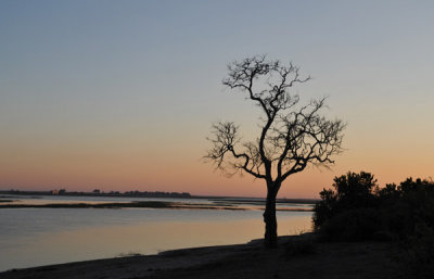 Early morning, Chobe River