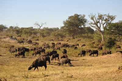 A large herd of buffalo, Chobe National Park