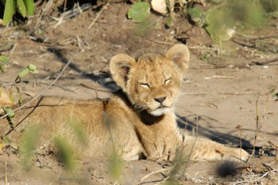 ...with cubs!  Just 500m from the park gate, Chobe National Park