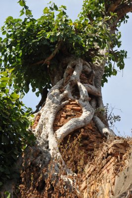 The tree looks something like a Strangler Fig