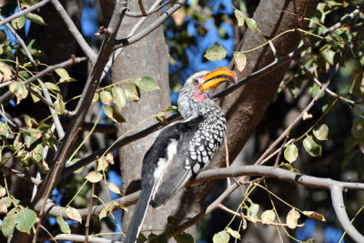 Southern Yellow-billed Hornbill (Tockus leucomelas), Namibia