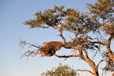 Tree with a large social weaverbird nest, Eureka Farm, Namibia