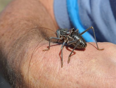 Big bug - Armored Ground Cricket (Acanthoplus longipes), Namibia