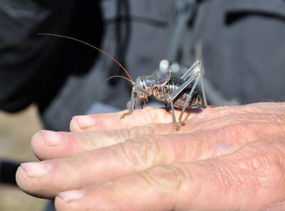 Big bug - Armored Ground Cricket (Acanthoplus longipes), Namibia