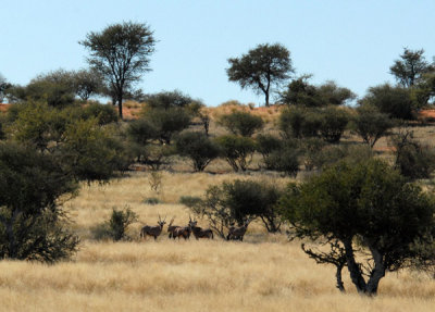 Gemsbok in the distance, Farm Olifantwater West