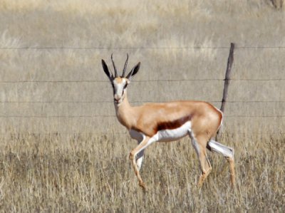 Springbok should be nervous here...theyre a regular on the farms menu