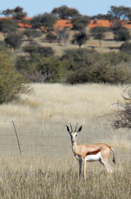 Springbok, Farm Olifantwater West