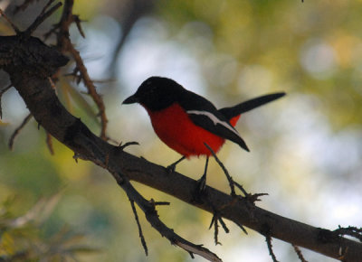Crimson-breasted Gonolek (formerly Crimson-breasted Shrike) Laniarius atrococcineus