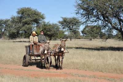 Donkey cart, Olifantwater West