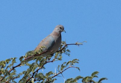 Laughing Dove (Stigmatopelia senegalensis)