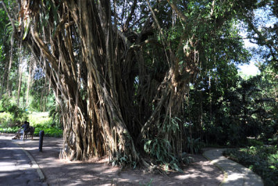 Burmese Banyan (Ficus kurzii), Singapore Botanical Gardens