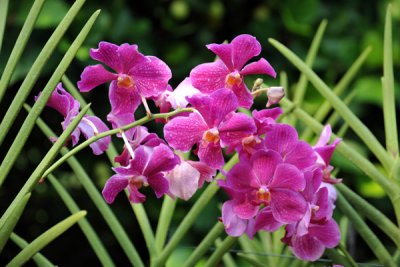 National Orchid Garden, Singapore Botanical Gardens
