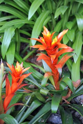 National Orchid Garden, Singapore Botanical Gardens