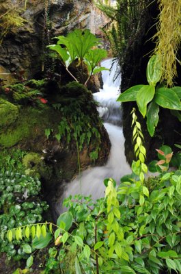 Cool House, National Orchid Garden