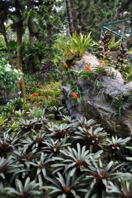 National Orchid Garden, Singapore Botanical Gardens