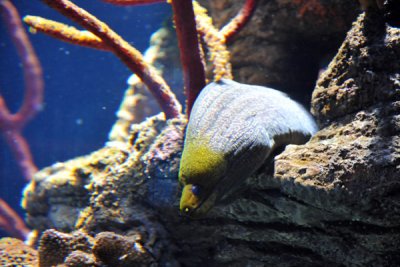 Moray Eel - Sharjah Aquarium